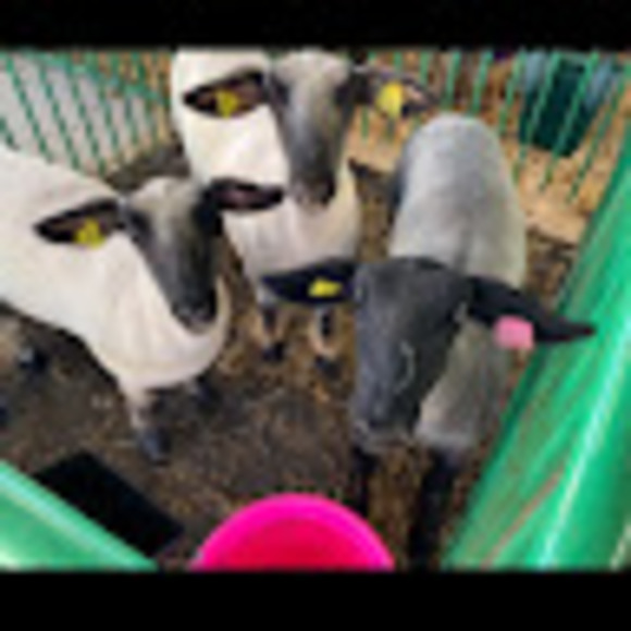 Meet your Posher, Paytan - Picture 1 of 1